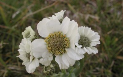 Achillea ptarmica subsp. pyrenaica