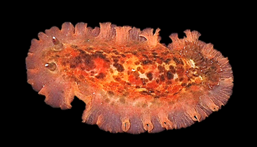 Dendrodoris n. sp.