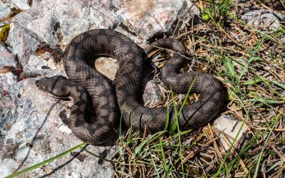 Vipera latastei