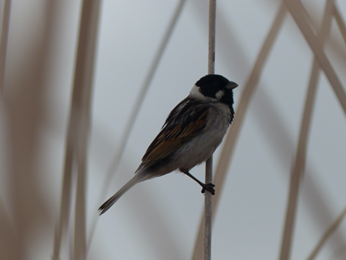 Emberiza schoeniclus