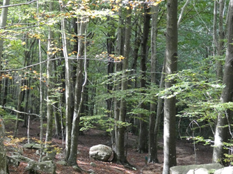 Fagus sylvatica