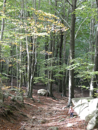 Fagus sylvatica