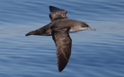 Puffinus mauretanicus