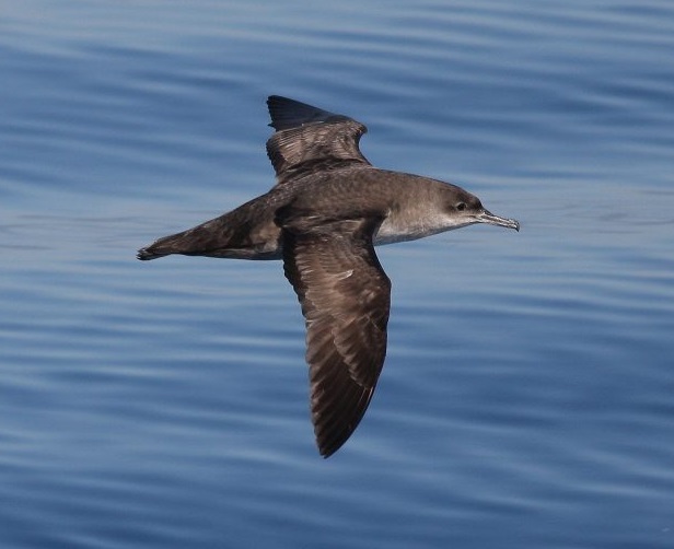 Puffinus mauretanicus