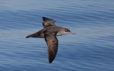 Balearic shearwater, the first specie sequenced as part of the CBP