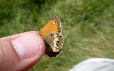 Coenonympha glycerion