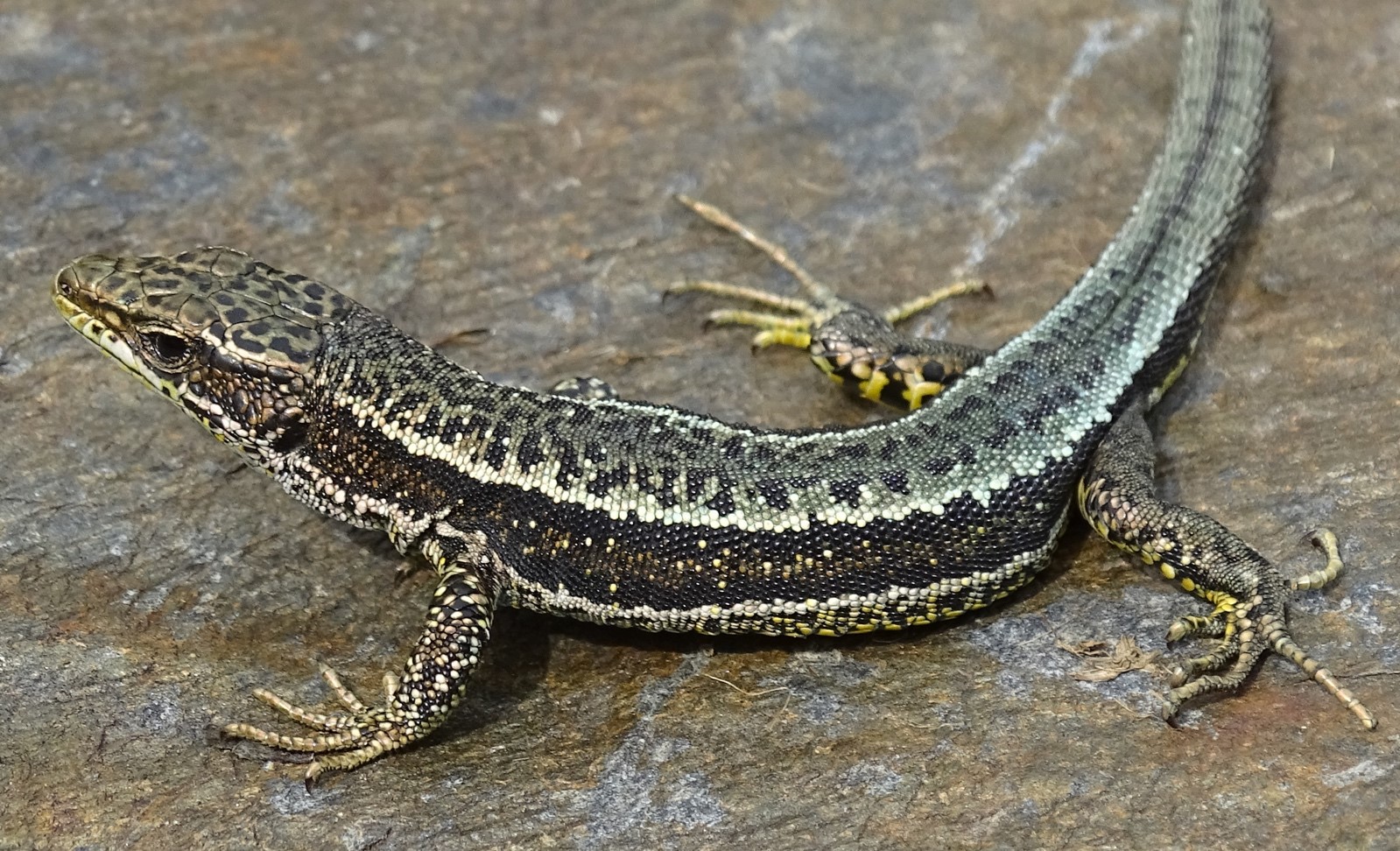 iberolacerta_aurelioi_Salvador_Carranza