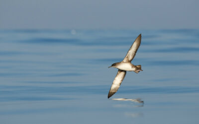 Hybridization, an unexpected evolutionary driver for the survival of the Balearic shearwater