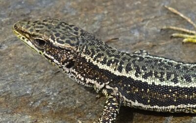 New publication: The reference genome of Iberolacerta aurelioi sheds light on the evolution of mountain lizards