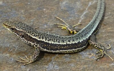 Nova publicació: El genoma de referencia a nivell cromosòmic d’Iberolacerta aurelioi revela l’evolució de les sargantanes de muntanya del gènere Iberolacerta